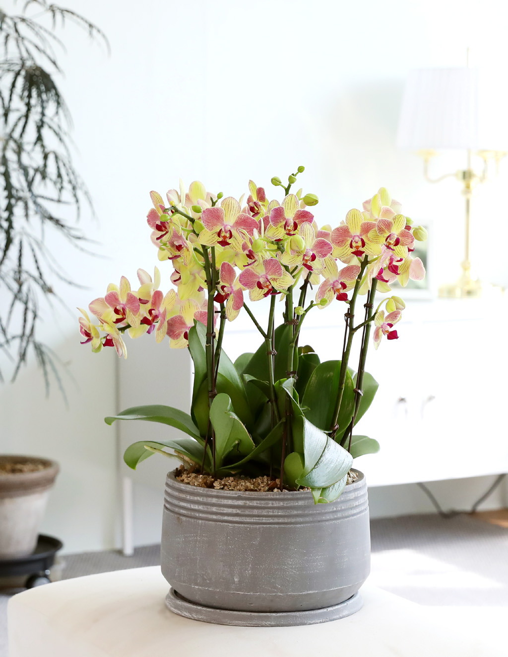 Office & Nature -  ȭο ȣ  ()