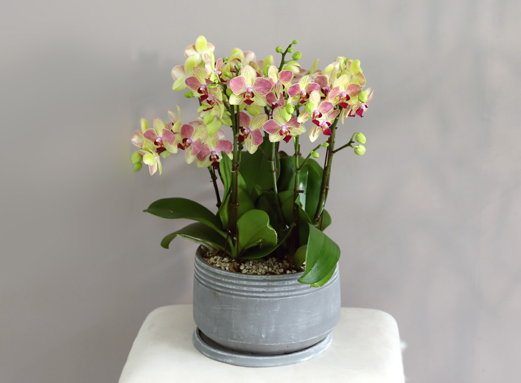 Office & Nature -  ȭο ȣ  ()