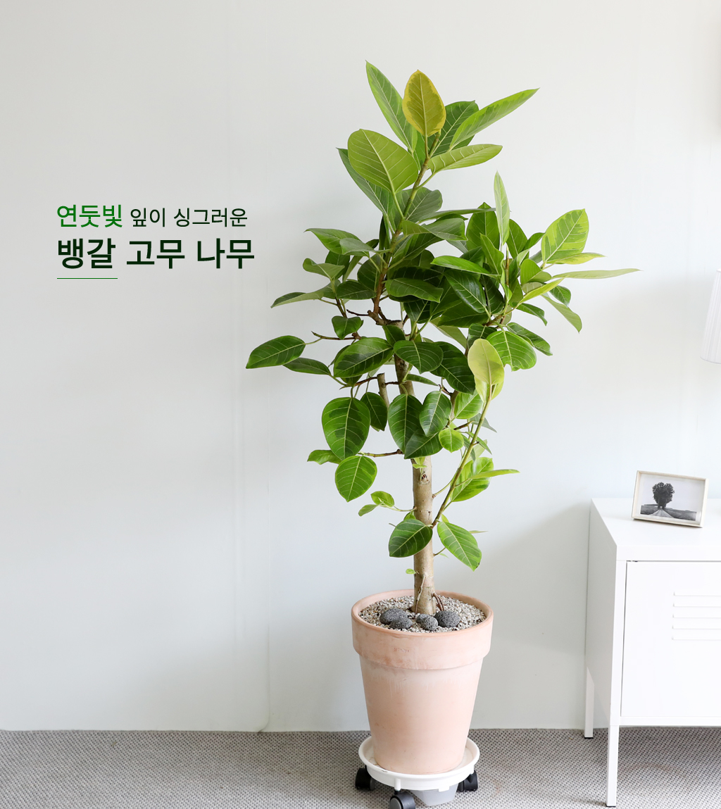 Ű¿ì±â ½¬¿î °ø±âÁ¤È½Ä¹° - ¹ð°¥°í¹«³ª¹« ²ÉÁý ²É¹è´Þ