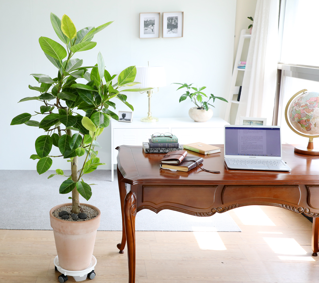 Ű¿ì±â ½¬¿î °ø±âÁ¤È½Ä¹° - ¹ð°¥°í¹«³ª¹« ²ÉÁý ²É¹è´Þ