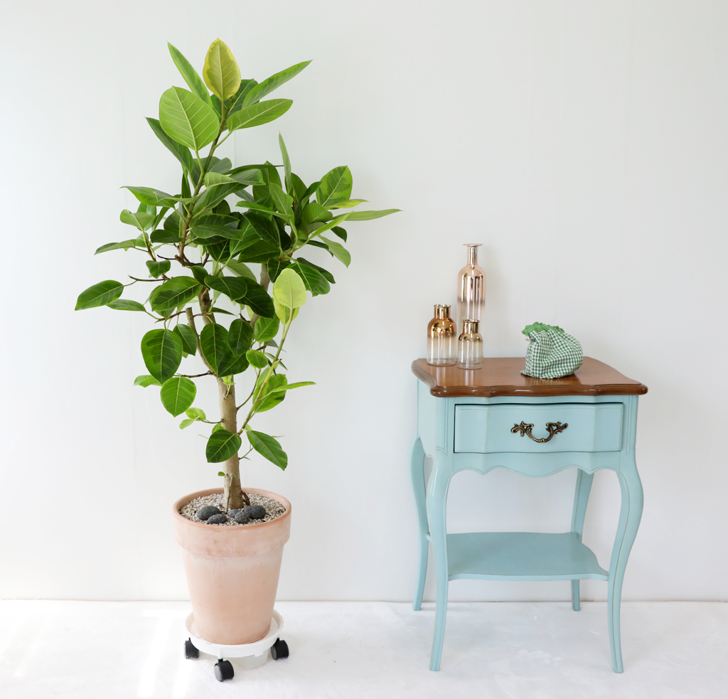 Ű¿ì±â ½¬¿î °ø±âÁ¤È½Ä¹° - ¹ð°¥°í¹«³ª¹« ²ÉÁý ²É¹è´Þ