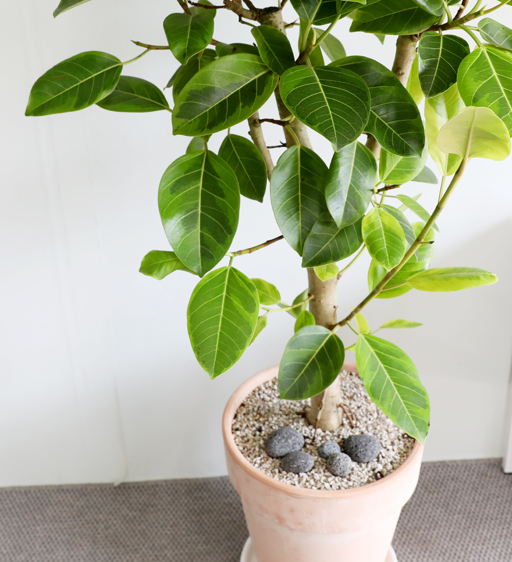 Ű¿ì±â ½¬¿î °ø±âÁ¤È½Ä¹° - ¹ð°¥°í¹«³ª¹« ²ÉÁý ²É¹è´Þ