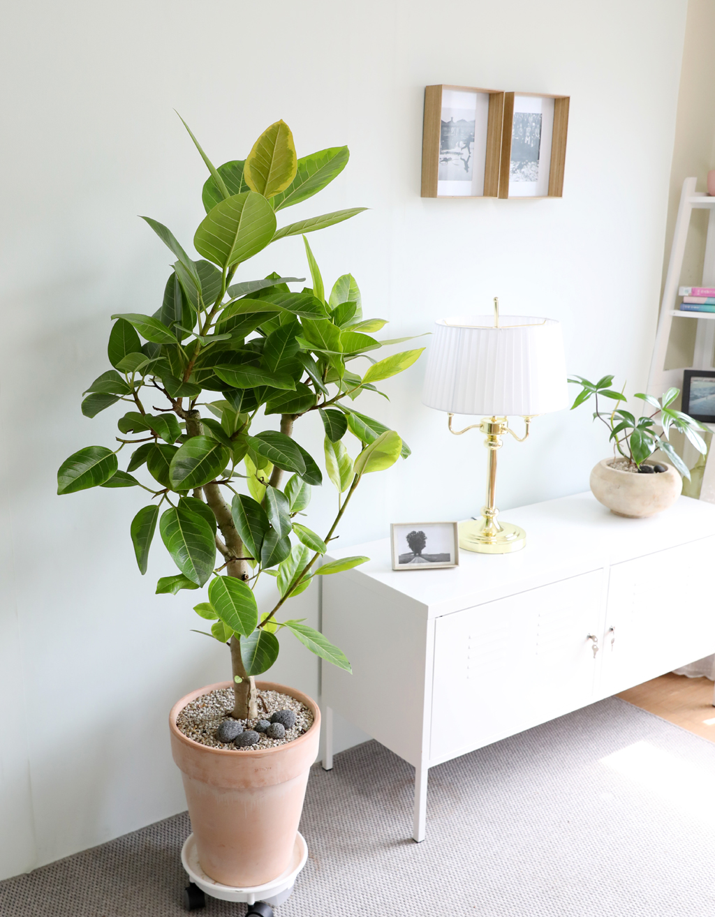 Ű¿ì±â ½¬¿î °ø±âÁ¤È½Ä¹° - ¹ð°¥°í¹«³ª¹« ²ÉÁý ²É¹è´Þ