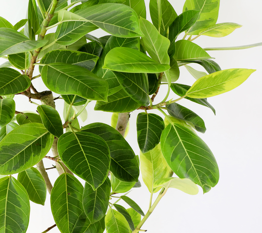 Ű¿ì±â ½¬¿î °ø±âÁ¤È½Ä¹° - ¹ð°¥°í¹«³ª¹« ²ÉÁý ²É¹è´Þ