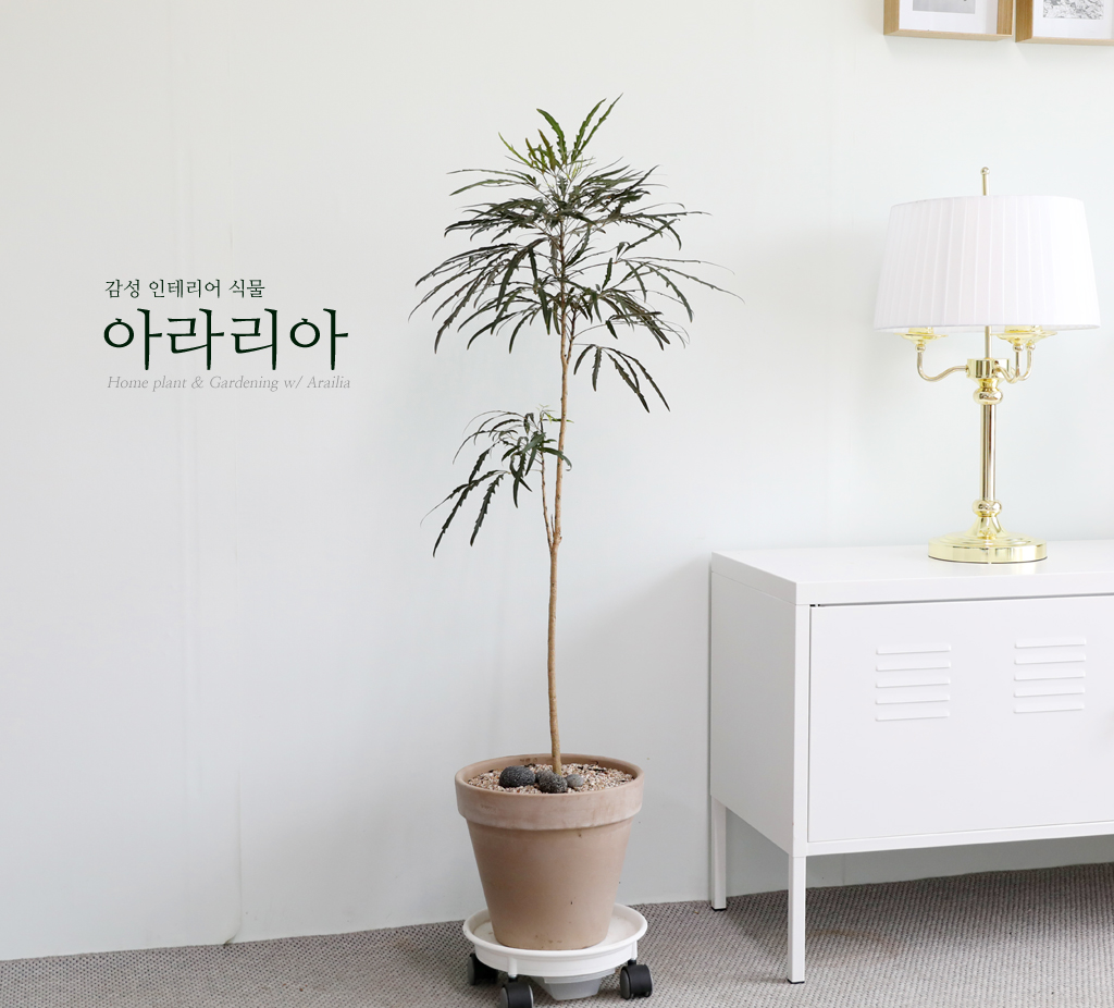 °¨¼ºÀÎÅ׸®¾î ½Ä¹° - ¾Æ¶ó¸®¾Æ (Áß)