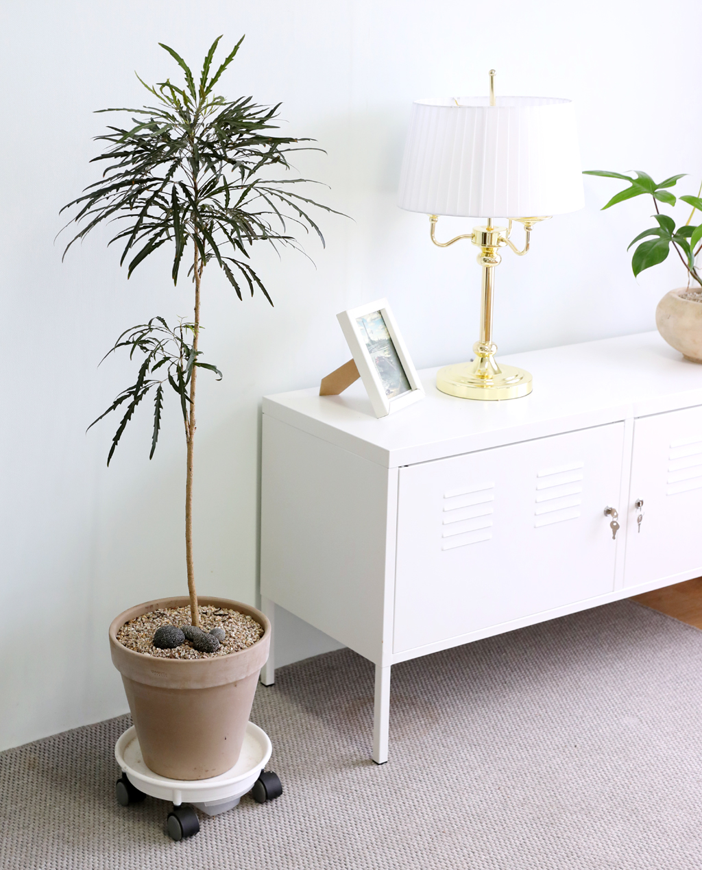 °¨¼ºÀÎÅ׸®¾î ½Ä¹° - ¾Æ¶ó¸®¾Æ (Áß)