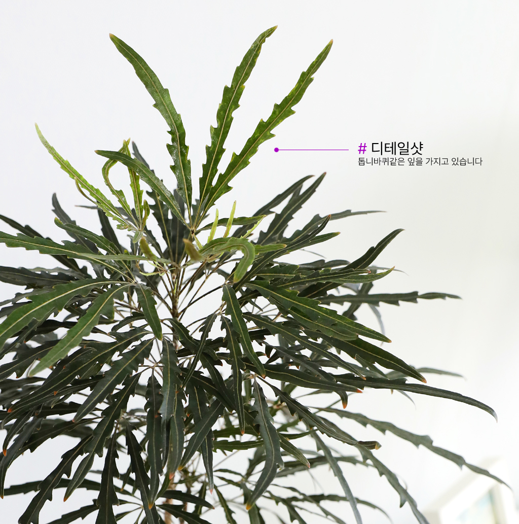 °¨¼ºÀÎÅ׸®¾î ½Ä¹° - ¾Æ¶ó¸®¾Æ (Áß)