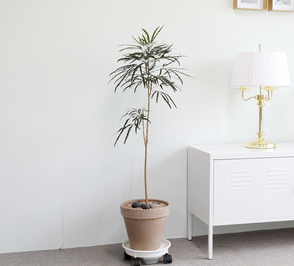 °¨¼ºÀÎÅ׸®¾î ½Ä¹° - ¾Æ¶ó¸®¾Æ (Áß)