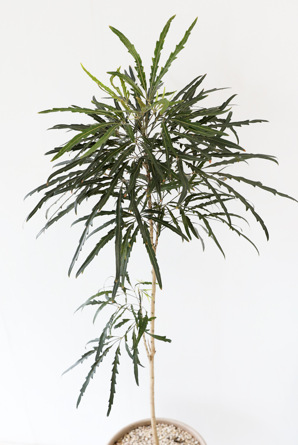 °¨¼ºÀÎÅ׸®¾î ½Ä¹° - ¾Æ¶ó¸®¾Æ (Áß)