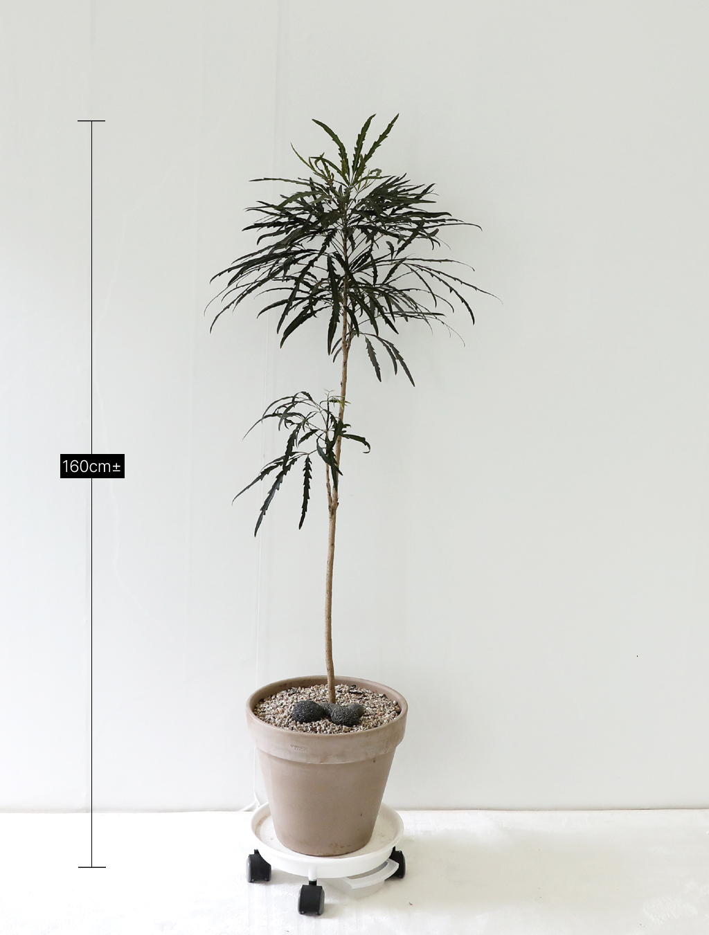 °¨¼ºÀÎÅ׸®¾î ½Ä¹° - ¾Æ¶ó¸®¾Æ (Áß)