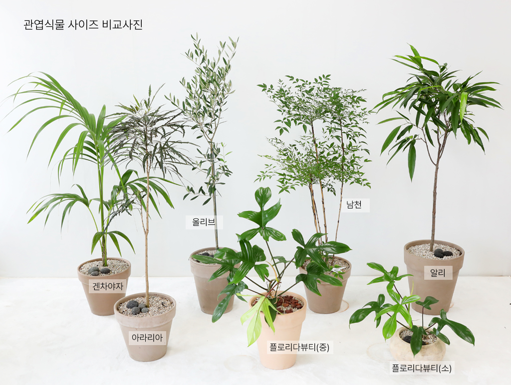 °¨¼ºÀÎÅ׸®¾î ½Ä¹° - ¾Æ¶ó¸®¾Æ (Áß)