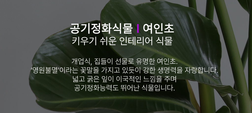 ´ëÇü °ø±âÁ¤È½Ä¹° - ¿©ÀÎÃÊ ²ÉÁý ²É¹è´Þ