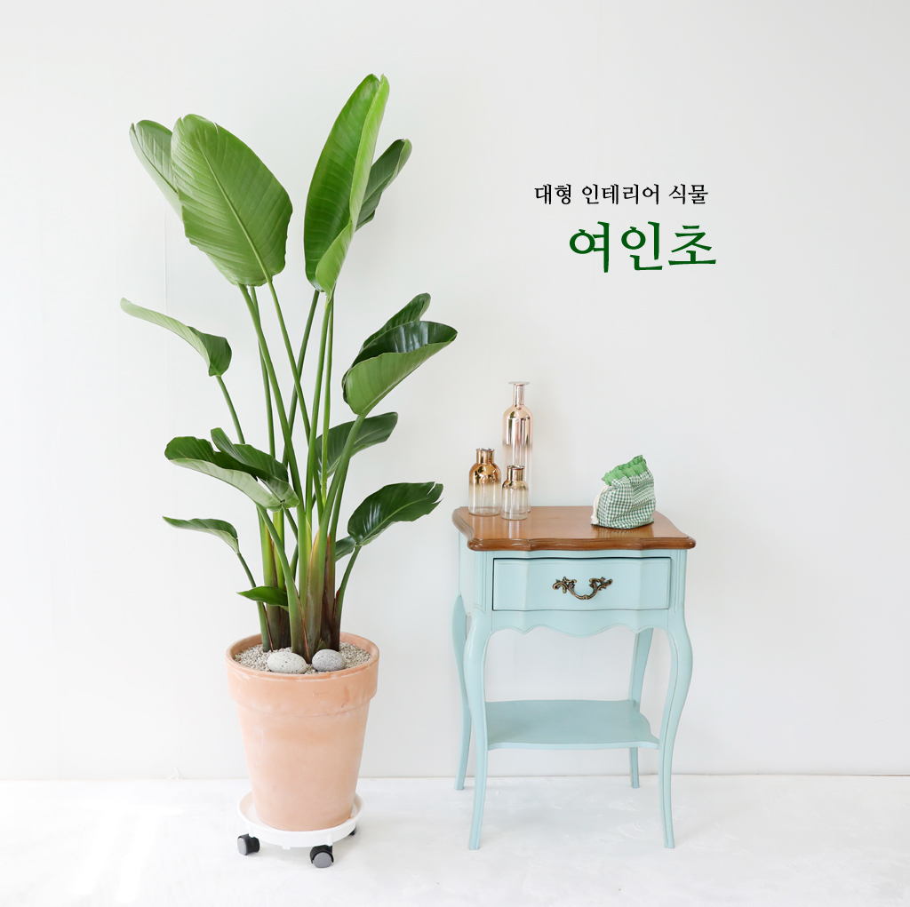 ´ëÇü °ø±âÁ¤È½Ä¹° - ¿©ÀÎÃÊ ²ÉÁý ²É¹è´Þ