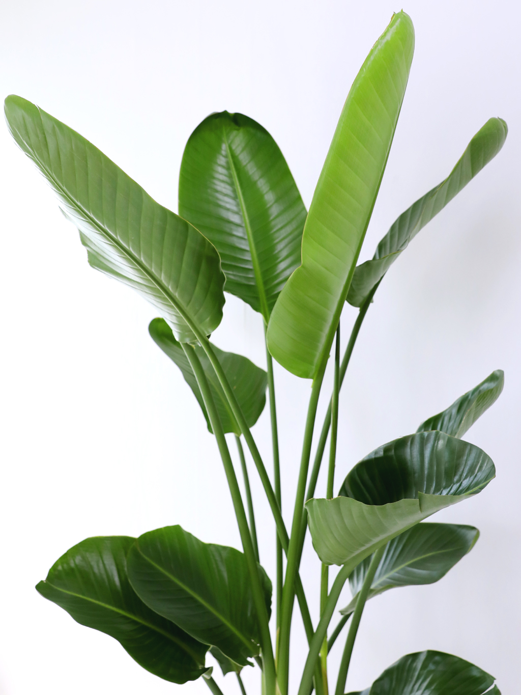 ´ëÇü °ø±âÁ¤È½Ä¹° - ¿©ÀÎÃÊ ²ÉÁý ²É¹è´Þ