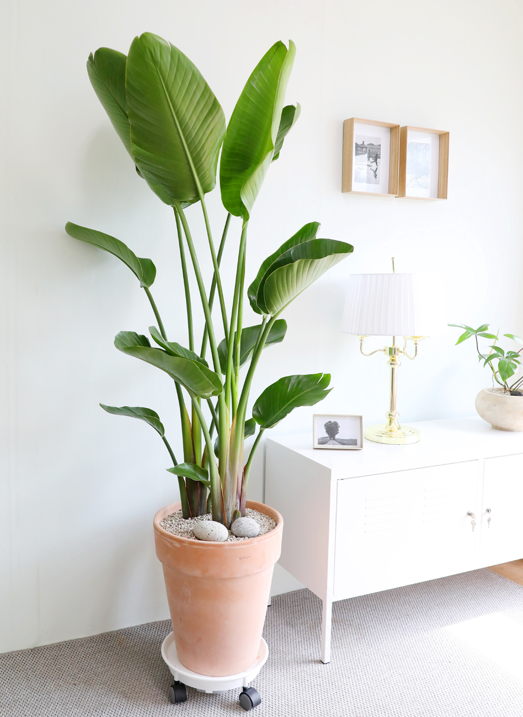 ´ëÇü °ø±âÁ¤È½Ä¹° - ¿©ÀÎÃÊ ²ÉÁý ²É¹è´Þ