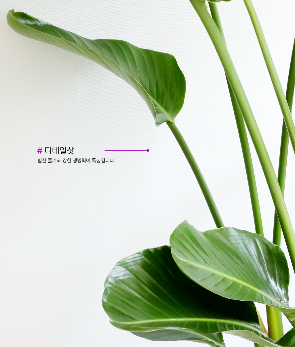 ´ëÇü °ø±âÁ¤È½Ä¹° - ¿©ÀÎÃÊ ²ÉÁý ²É¹è´Þ