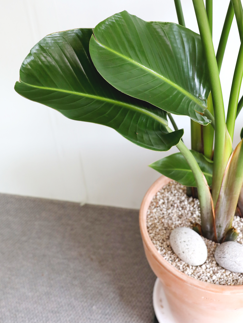 ´ëÇü °ø±âÁ¤È½Ä¹° - ¿©ÀÎÃÊ ²ÉÁý ²É¹è´Þ