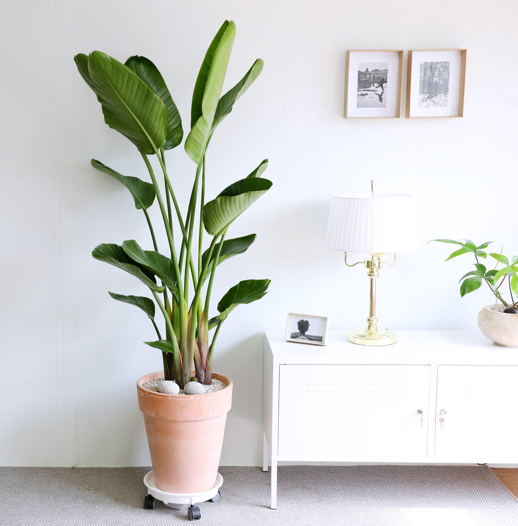 ´ëÇü °ø±âÁ¤È½Ä¹° - ¿©ÀÎÃÊ ²ÉÁý ²É¹è´Þ