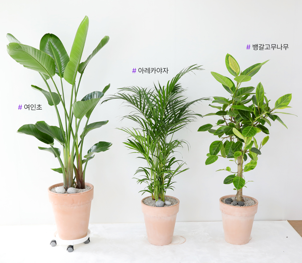 ´ëÇü °ø±âÁ¤È½Ä¹° - ¿©ÀÎÃÊ ²ÉÁý ²É¹è´Þ