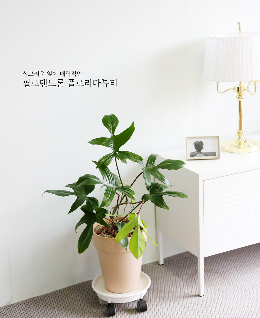 ũ ݷĹ ã´ٸ ÷θٺƼ ()