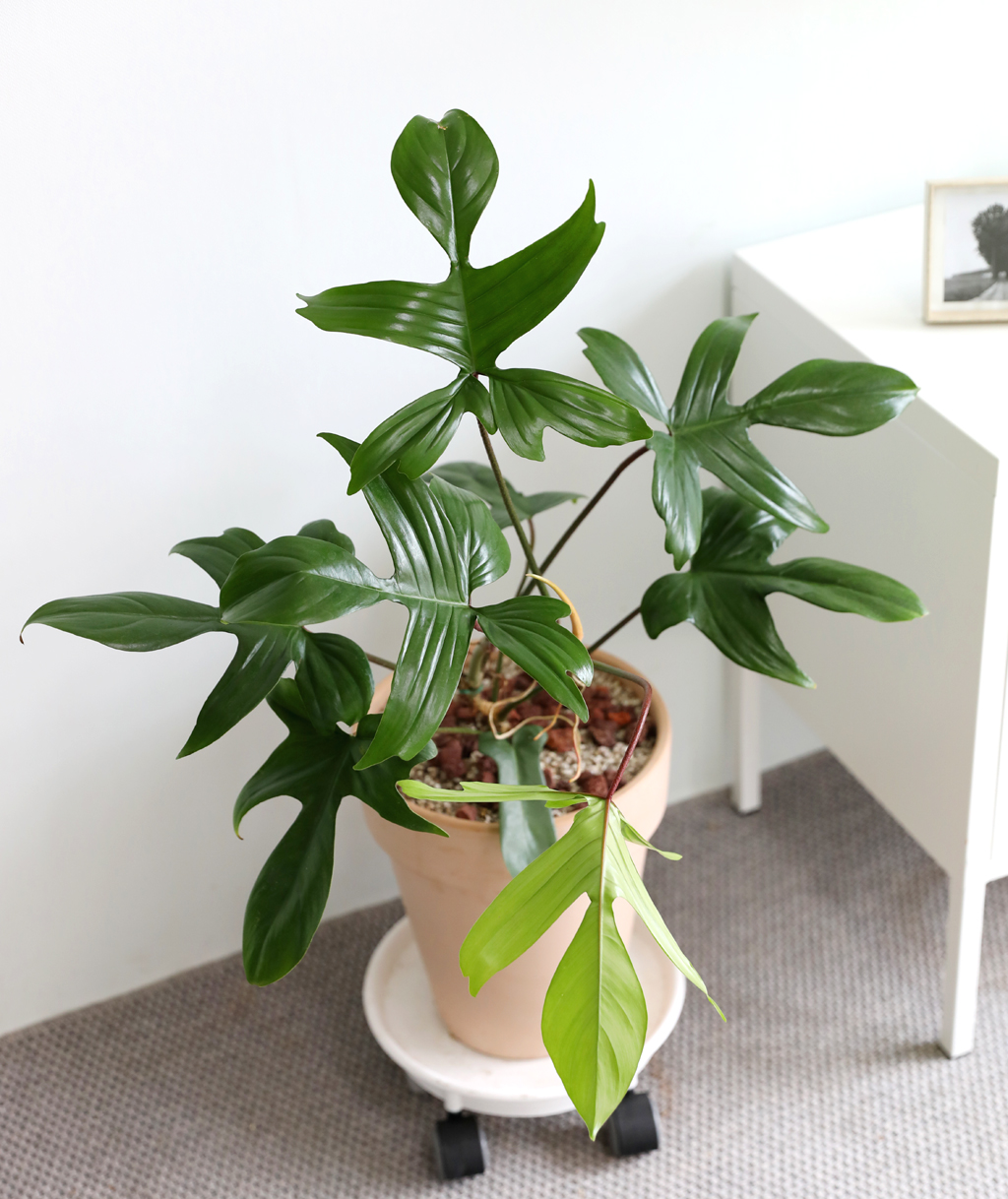 ũ ݷĹ ã´ٸ ÷θٺƼ ()