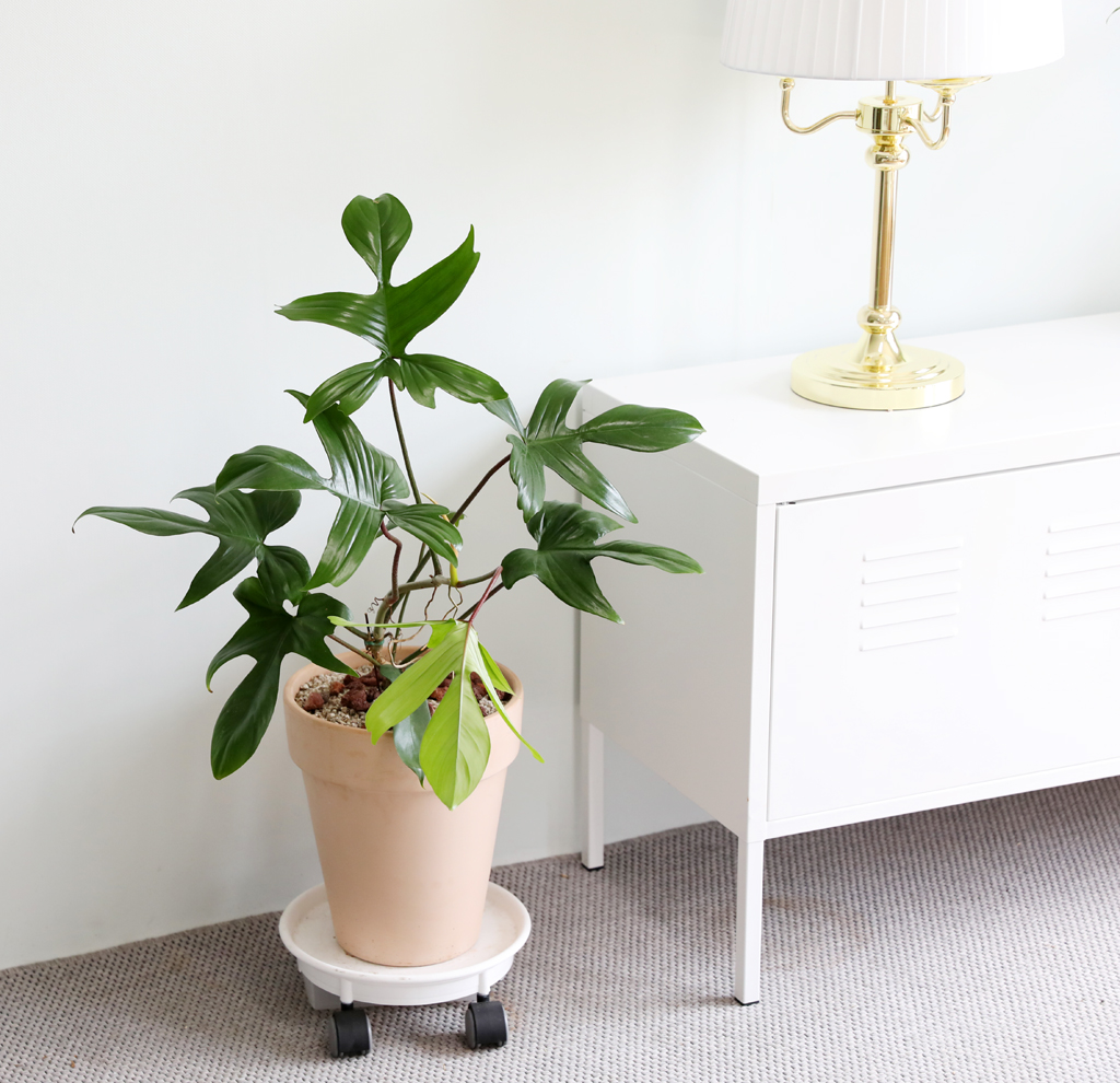 ũ ݷĹ ã´ٸ ÷θٺƼ ()