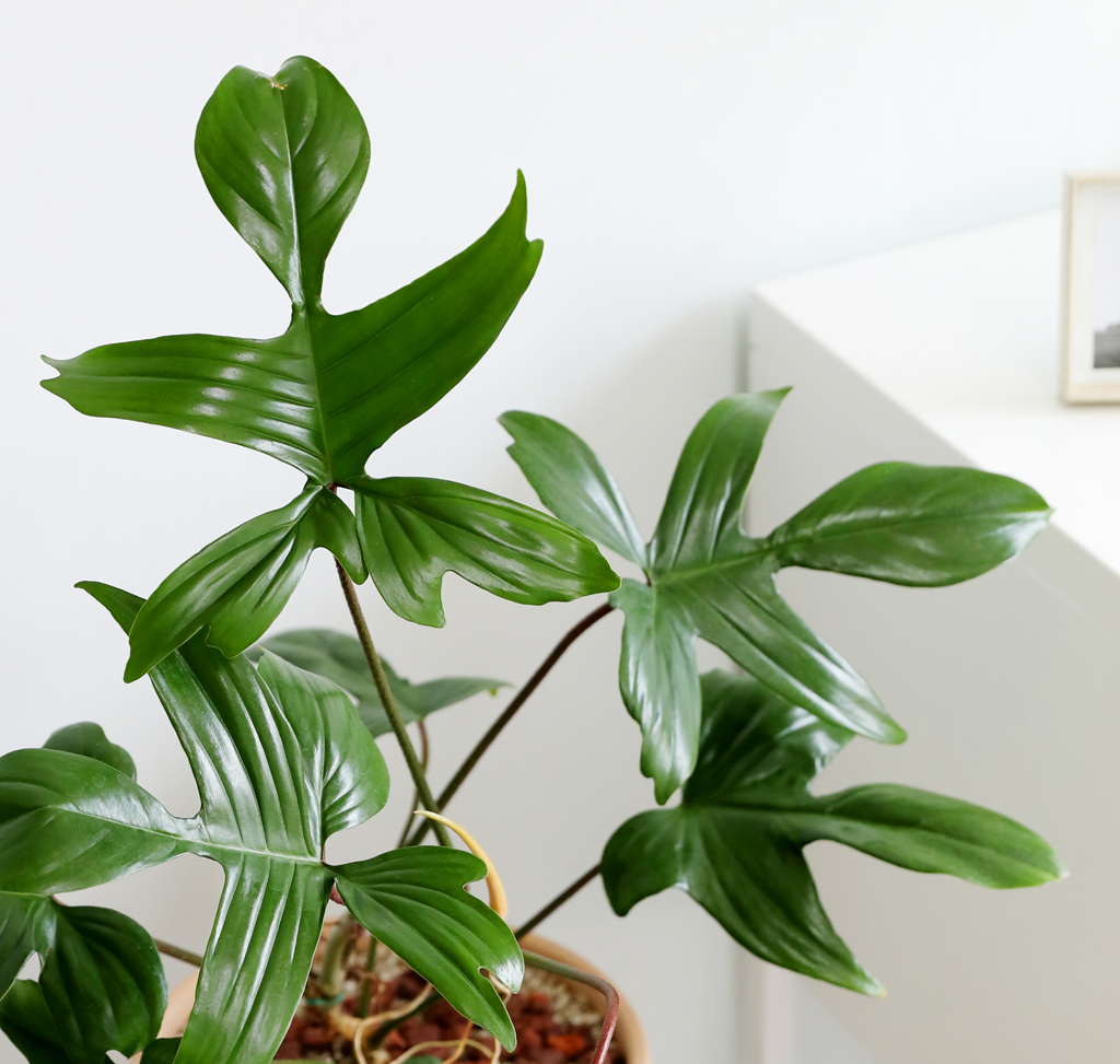 ũ ݷĹ ã´ٸ ÷θٺƼ ()