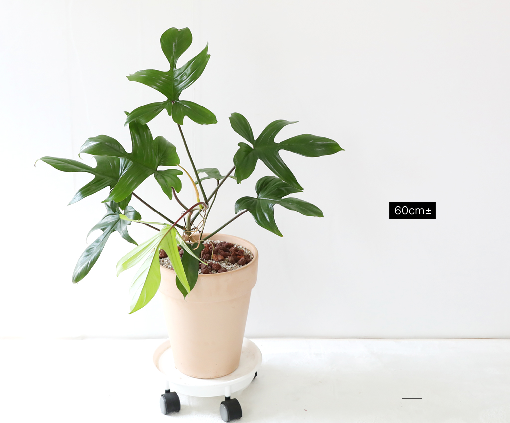 ũ ݷĹ ã´ٸ ÷θٺƼ ()