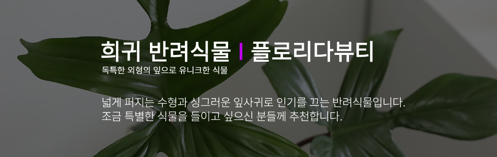  ݷĹ - ÷θٺƼ()  ɹ