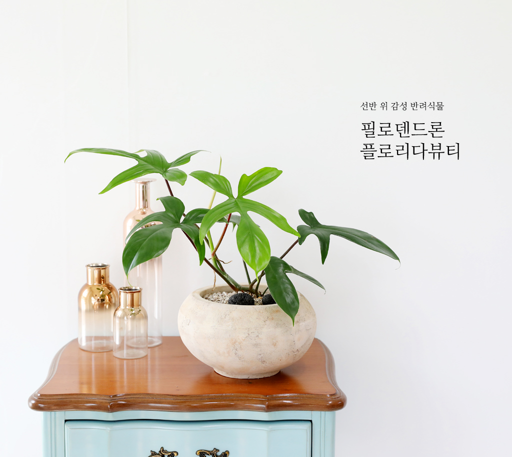  ݷĹ - ÷θٺƼ()  ɹ