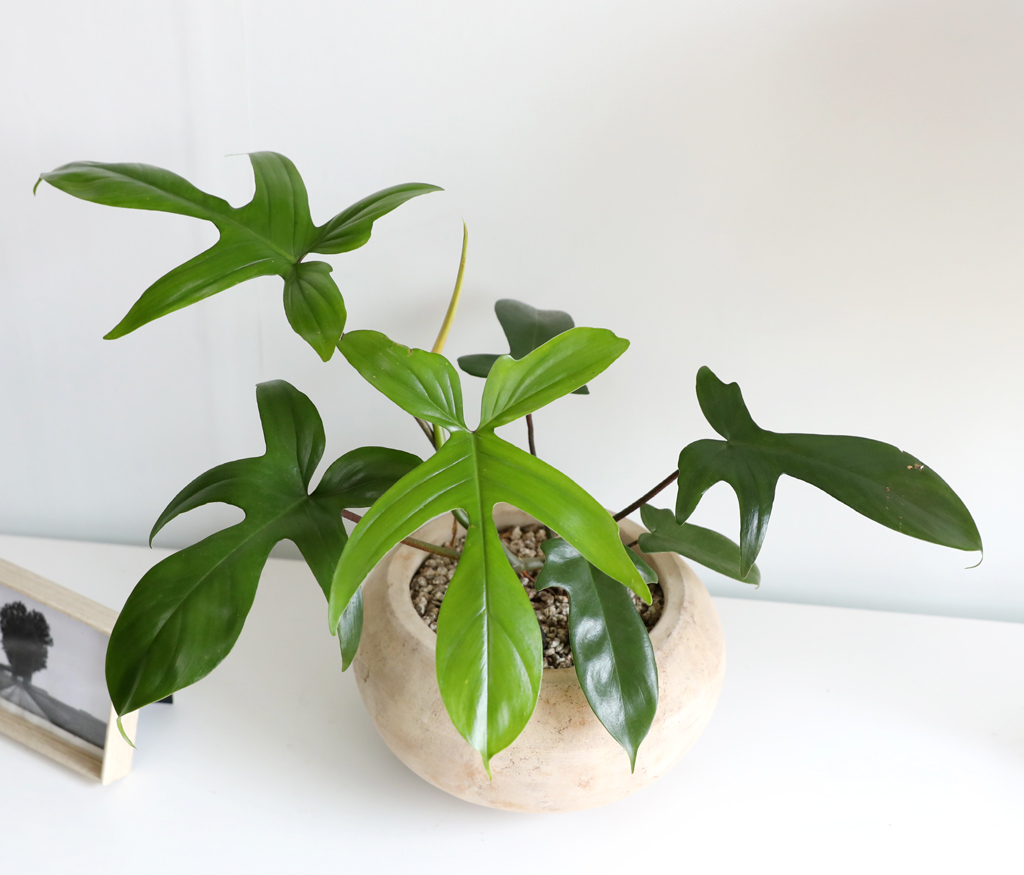  ݷĹ - ÷θٺƼ()  ɹ