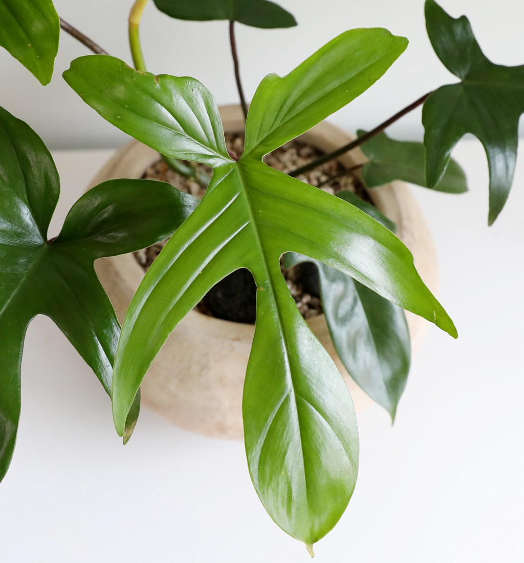  ݷĹ - ÷θٺƼ()  ɹ