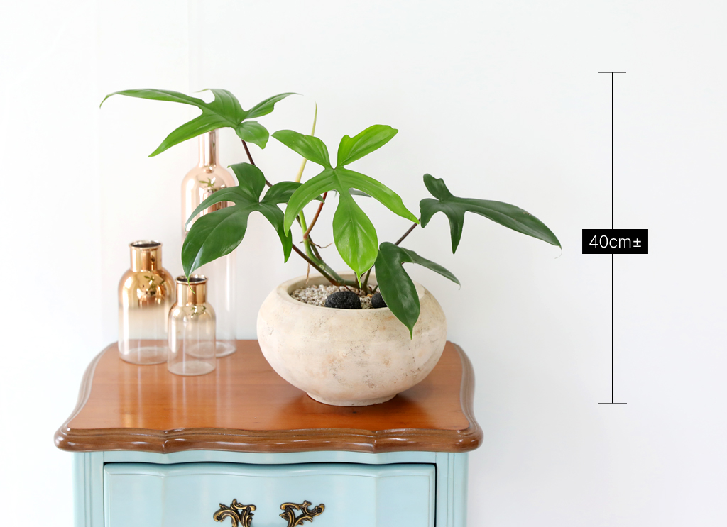  ݷĹ - ÷θٺƼ()  ɹ