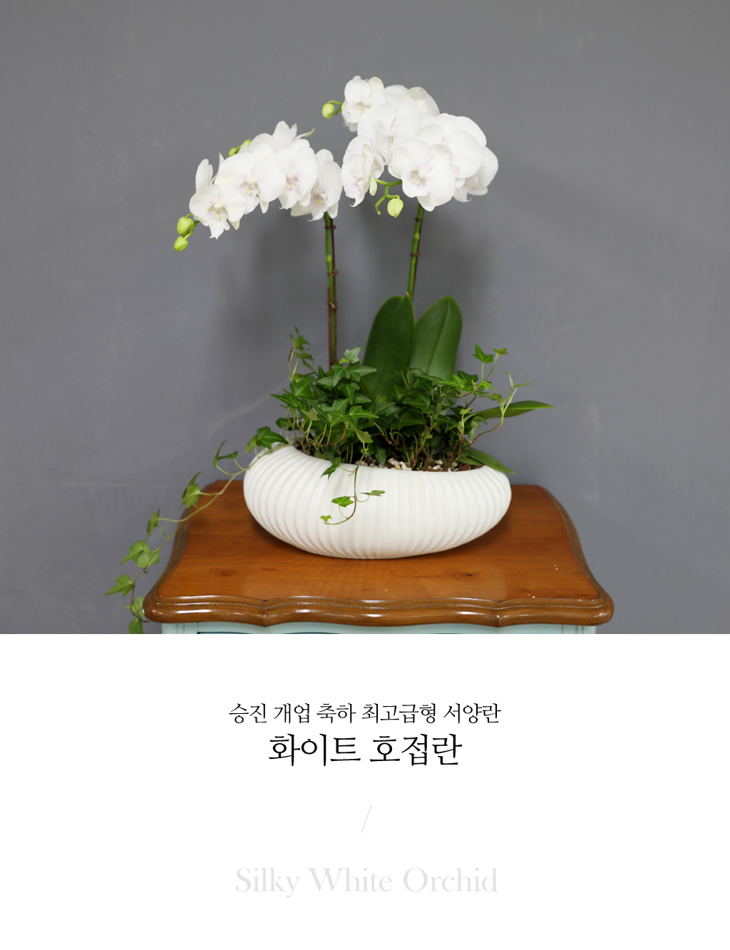 [/] White Elegant Orchid   ̾  ɹ