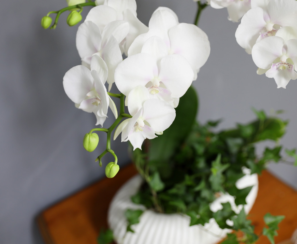 [/] White Elegant Orchid   ̾  ɹ