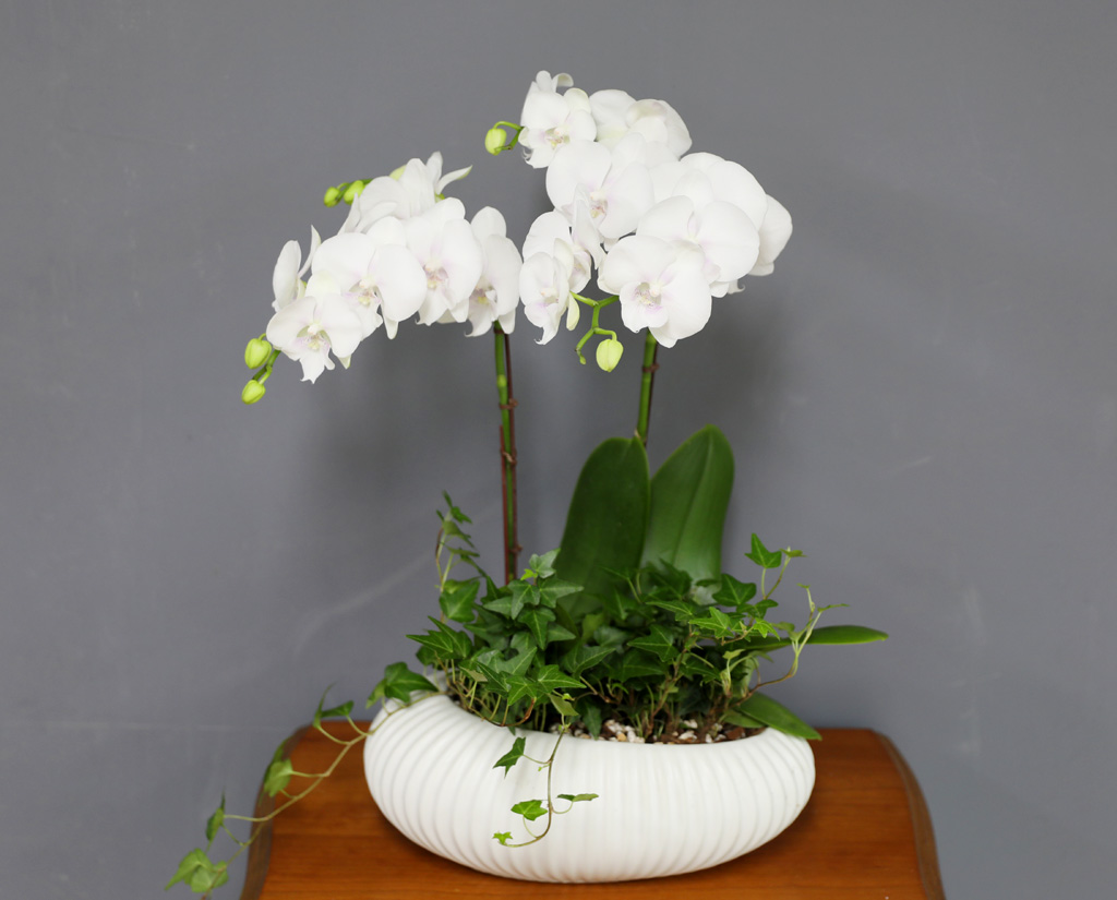 [/] White Elegant Orchid   ̾  ɹ