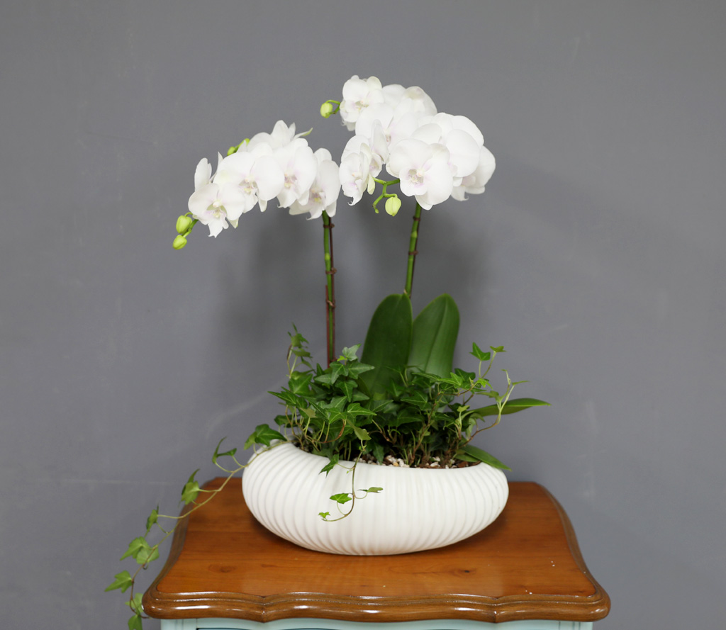 [/] White Elegant Orchid   ̾  ɹ