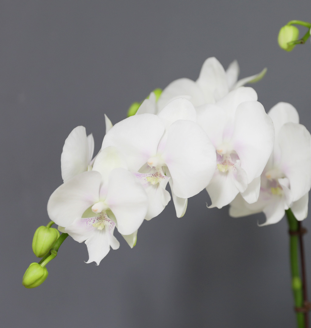 [/] White Elegant Orchid   ̾  ɹ