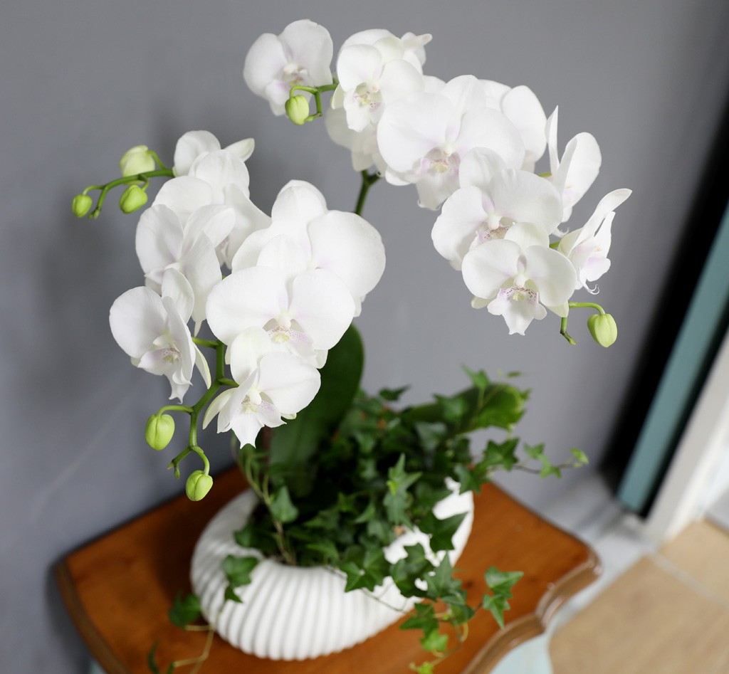 [/] White Elegant Orchid   ̾  ɹ