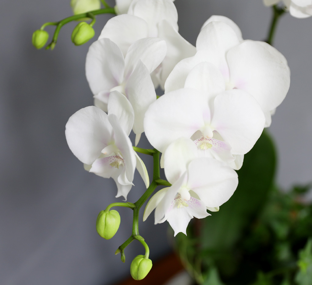 [/] White Elegant Orchid   ̾  ɹ