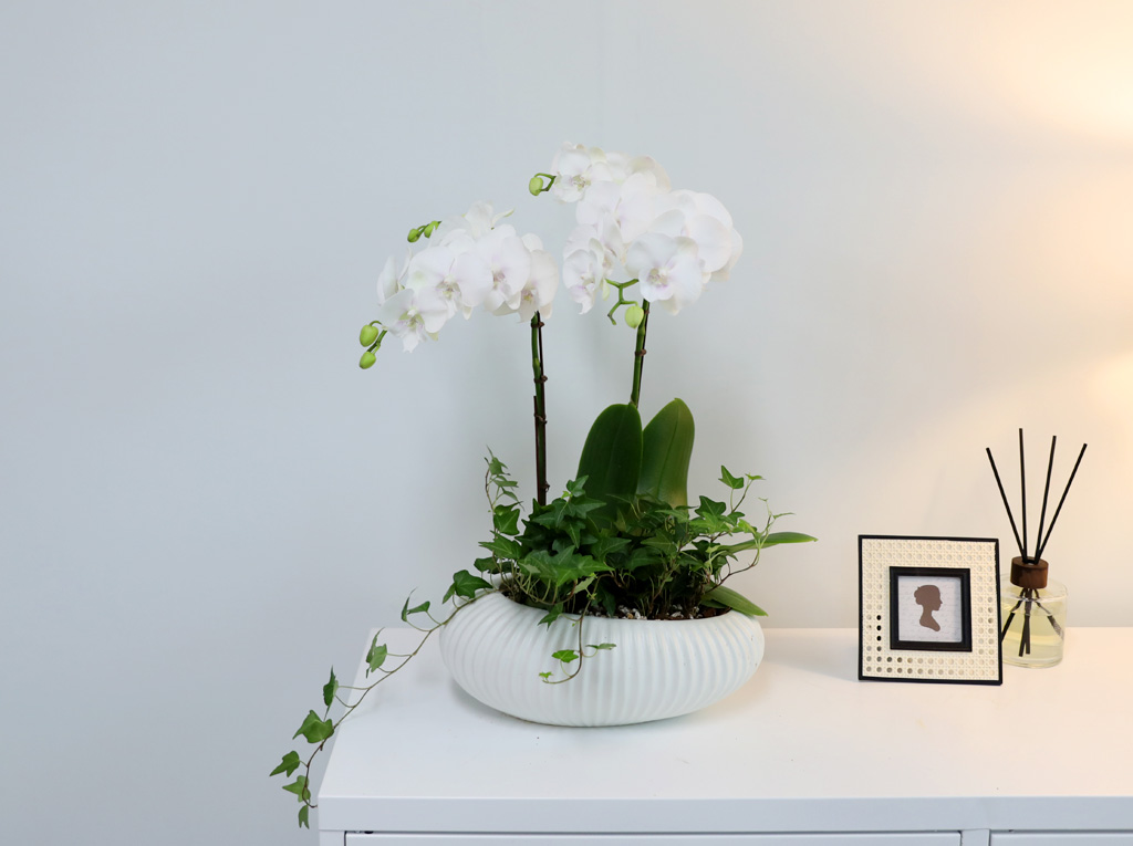 [/] White Elegant Orchid   ̾  ɹ