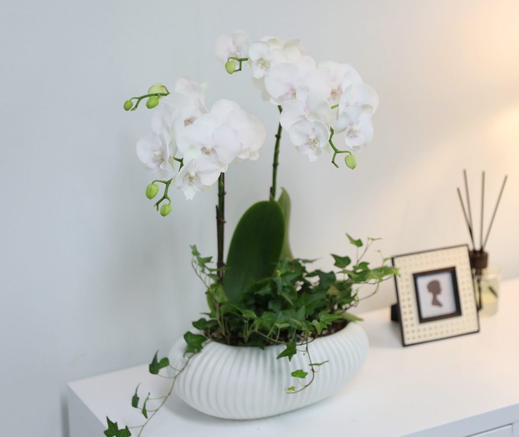 [/] White Elegant Orchid   ̾  ɹ