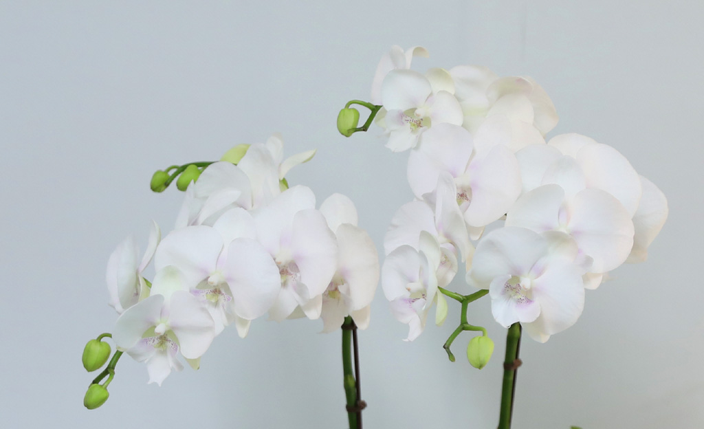 [/] White Elegant Orchid   ̾  ɹ