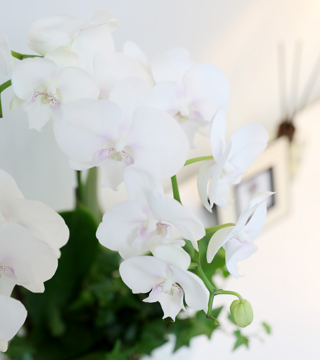 [/] White Elegant Orchid   ̾  ɹ