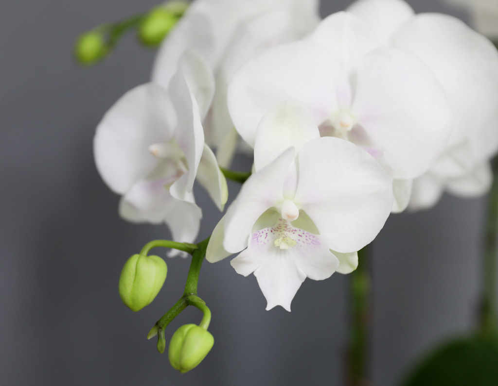 [/] White Elegant Orchid   ̾  ɹ