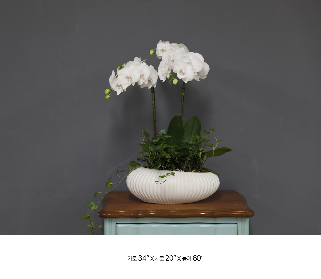 [/] White Elegant Orchid   ̾  ɹ