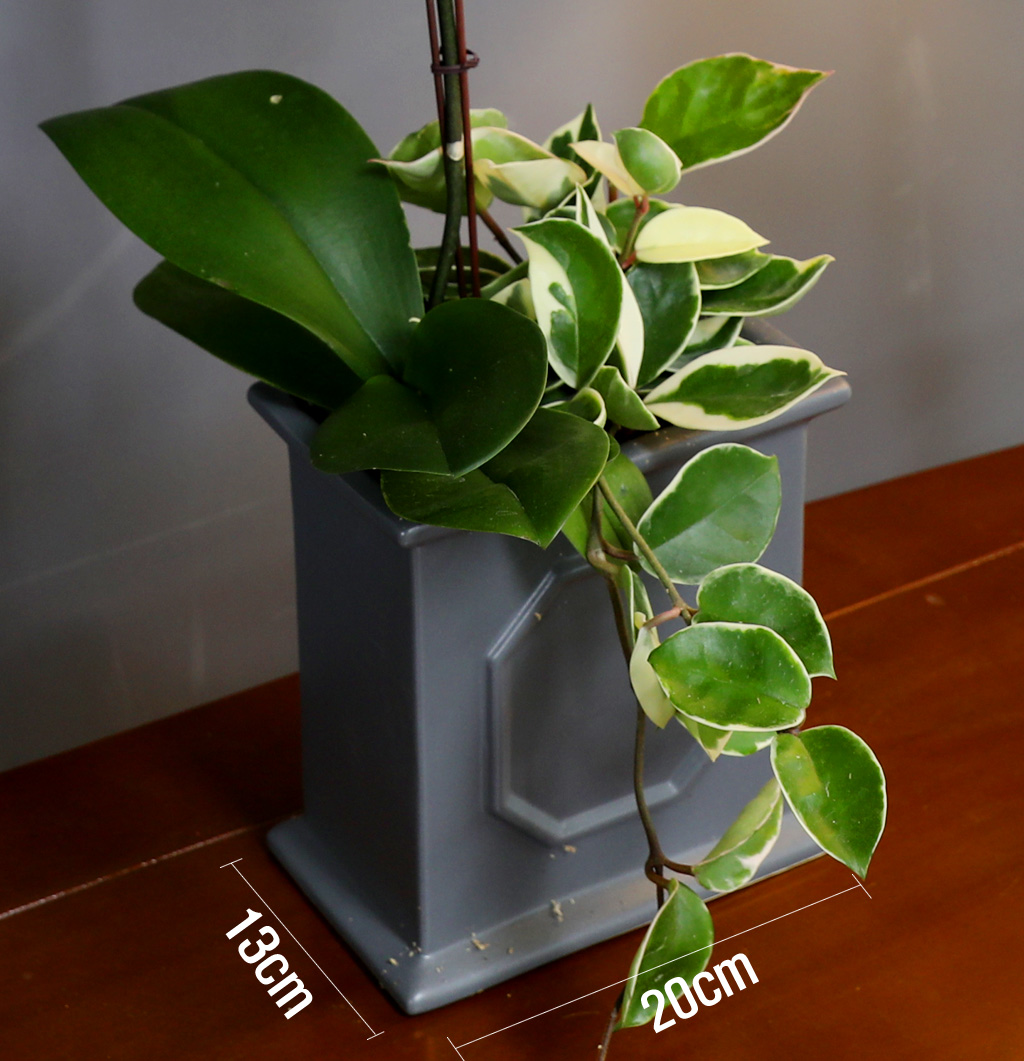 [/] White Elegant Orchid  