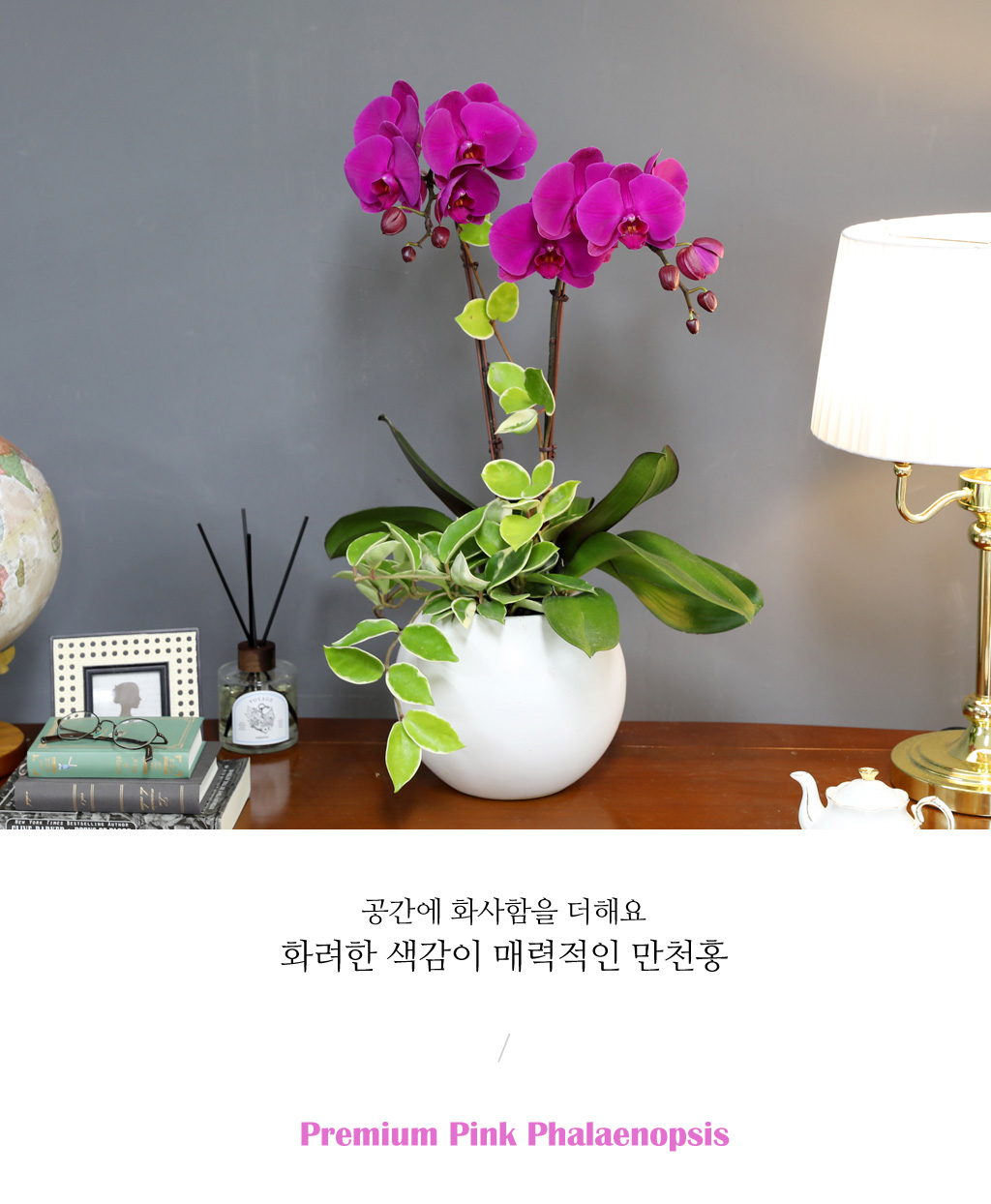 [/] White Elegant Orchid  ()