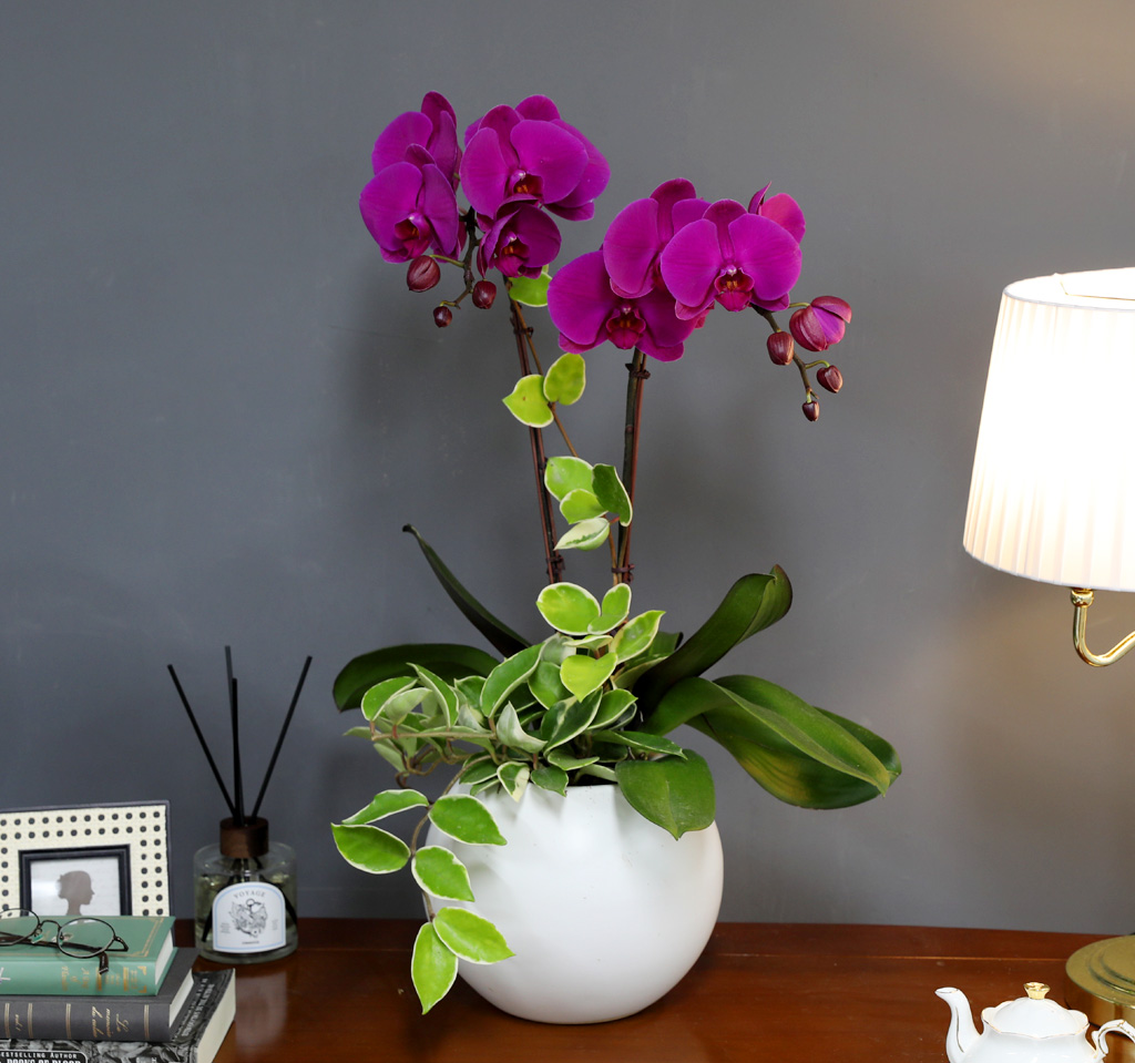 [/] White Elegant Orchid  ()