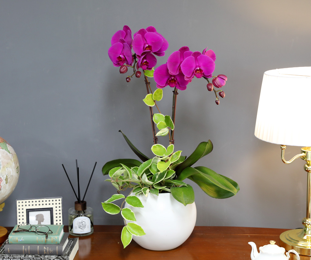 [/] White Elegant Orchid  ()